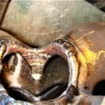 How to Weld WC4, WC5 and WC6 alloy casting